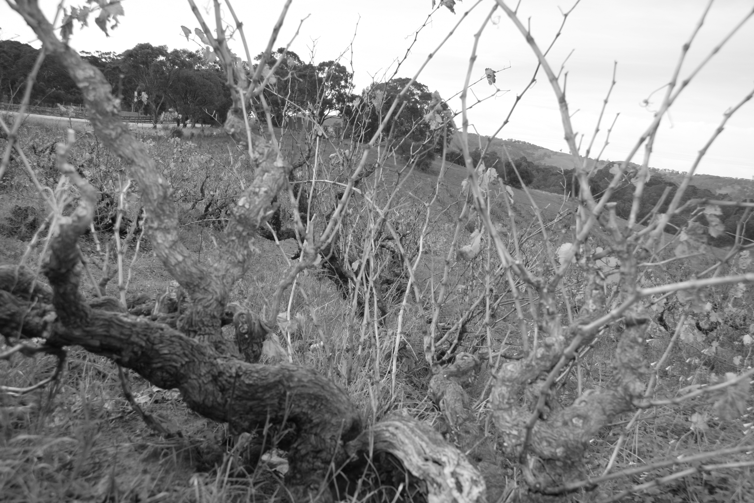 Bushvine blavk and white photo